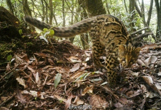 云南怒江拍到神秘云猫:濒临灭绝 具有古老身世