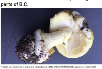 加拿大惊现世界最毒蘑菇 已有孩子误食致命