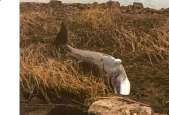 纽约拉瓜地亚机场 跑道旁草丛惊现鲸尸