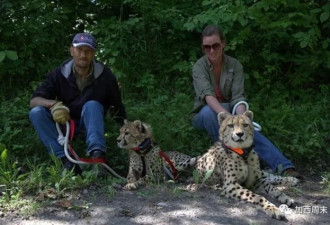 BC夫妻养3头猎豹当宠物 1只逃跑 引发全城恐慌