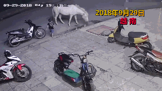 熊孩子揍打路边小马遭踢飞大哭 网友:很克制了