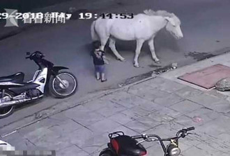 熊孩子揍打路边小马遭踢飞大哭 网友:很克制了