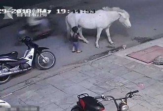 熊孩子揍打路边小马遭踢飞大哭 网友:很克制了