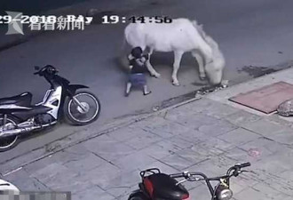 熊孩子揍打路边小马遭踢飞大哭 网友:很克制了