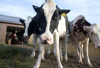 新协议达成加拿大奶农炸了：成了牺牲品