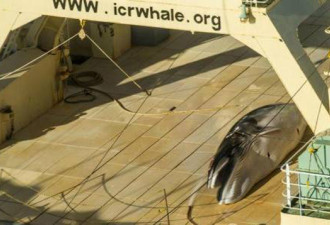 无视国际法院裁决 日本捕鲸船再现南极