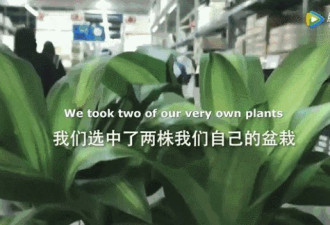 植物被骂 30 天会枯死？还有视频有真相？