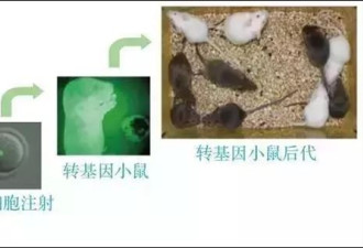 中国科学家全球首次实现了哺乳动物孤雄生殖