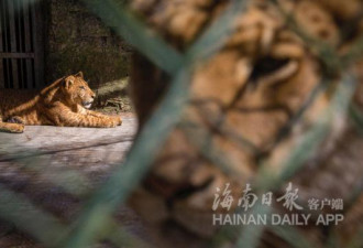 海南成功繁育2只狮虎狮兽 打破不能生育说法