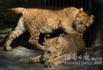 海南成功繁育2只狮虎狮兽 打破不能生育说法
