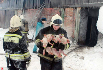 俄罗斯一养猪场发生大火 消防员救出近150头猪