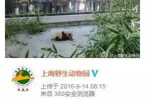 为何10年死5只熊猫？上海动物园称因为养的多