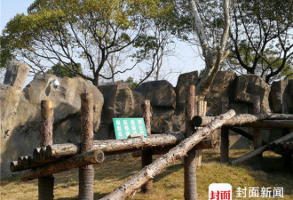 为何10年死5只熊猫？上海动物园称因为养的多