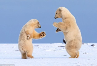 超萌！两只北极熊幼崽跳起冬季华尔兹