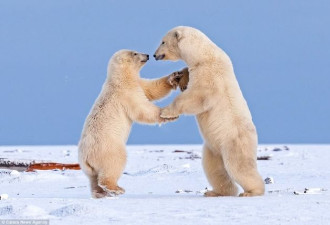 超萌！两只北极熊幼崽跳起冬季华尔兹