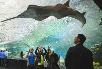 多伦多水族馆奇观！男子脱光光与鲨鱼相伴裸泳
