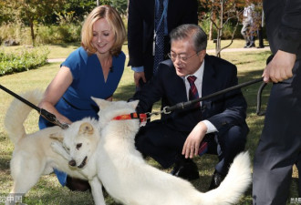文在寅接受BBC采访，朝鲜所赠丰山犬抢镜了！