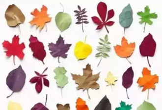 为什么秋天的叶子，有的会变黄，有的会变红？