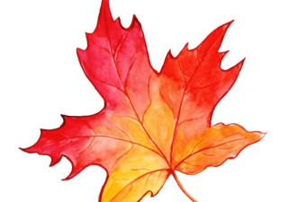 为什么秋天的叶子，有的会变黄，有的会变红？