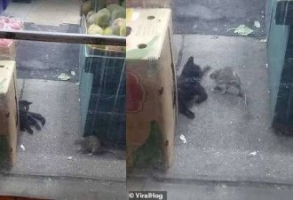 纽约街头上演猫鼠大战 双方凝视14秒后结局意外