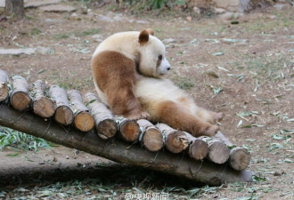 秦岭棕色大熊猫七仔见雪变身成“雪花熊”