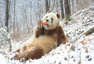 秦岭棕色大熊猫七仔见雪变身成“雪花熊”