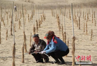 外媒称中国北方荒漠化仍在扩张 国家林业局回应