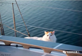 乘船周游四海 这大概是全世界最浪的小猫