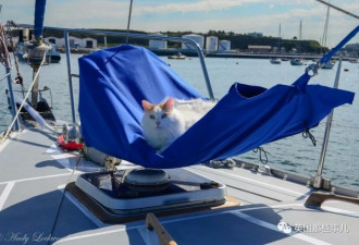 乘船周游四海 这大概是全世界最浪的小猫