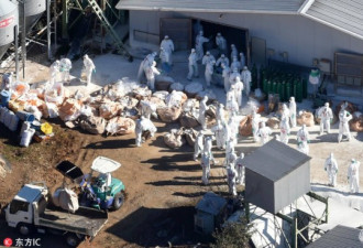 日本现禽流感疫情 近17万只鸡被扑杀掩埋