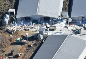 日本现禽流感疫情 近17万只鸡被扑杀掩埋