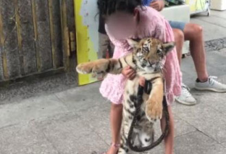 泉州9岁女孩公园遛老虎 其父:老虎还小没攻击性