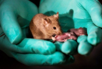 中国科学家用2只母鼠生出多只幼鼠