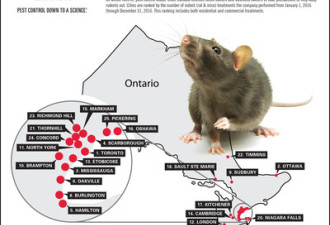 安省鼠患最严重城市 多伦多渥太华上榜