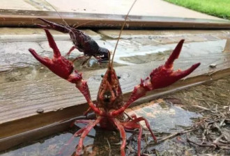 飓风过后 美国女子发现院子竟爬满小龙虾