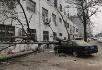 郑州车主为索赔 轿车被树砸7个半月 不挪车
