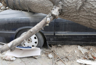 郑州车主为索赔 轿车被树砸7个半月 不挪车