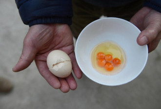 武汉市民1只鸡蛋打出5个蛋黄 排卵系统紊乱