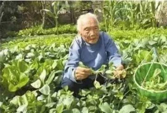健康热帖:老人常吃1种蔬菜 102岁拥有30岁器官