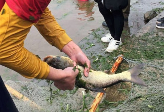 广东3000多名村民冬天争相下水捕鱼接福