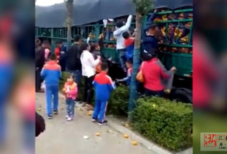 运橘大货车遭车祸，家长带着孩子抢走了一吨！