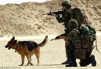 英国陆军三年安乐死231只军犬  引动保组织批评