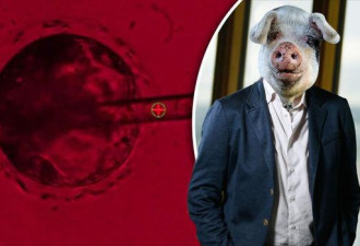 科学家首次培育出人猪嵌合体胚胎 研究面临争议
