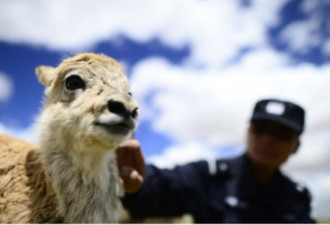 中国女涉携藏羚羊羊毛披肩被印度羁押 使馆回应
