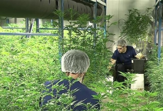 新斯科舍省人权法庭裁决：药用大麻应该报销
