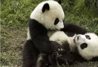 活久见！史上第一只熊猫被马来退货 原因竟是…