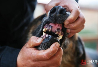 民警老白和他的“警犬养老院” 它们都是功臣