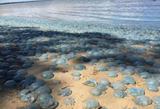 澳洲海滩被数千水母霸占 专家都吓傻了