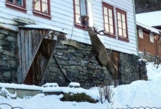 挪威公鹿认得路？ 每年冬季探望老妇