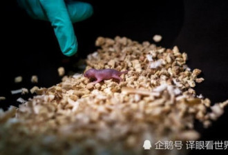 中国科学家让同性老鼠产仔 生下的都有这问题…